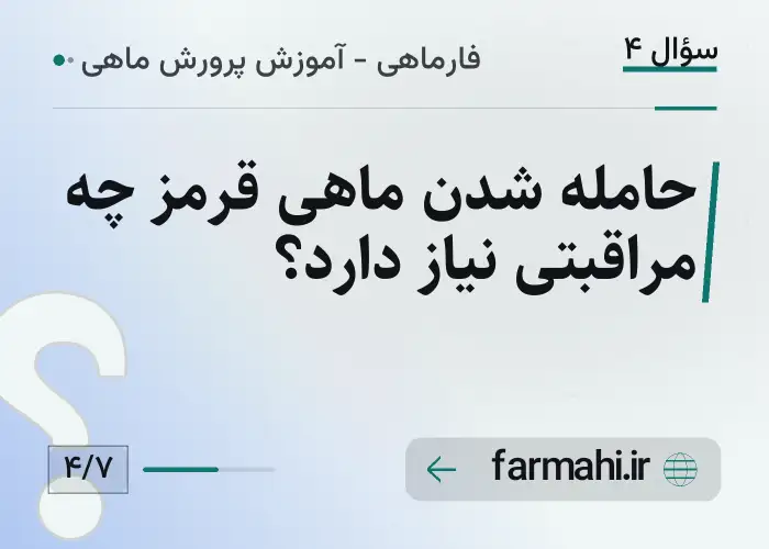 حامله شدن ماهی قرمز چه مراقبتی نیاز دارد؟