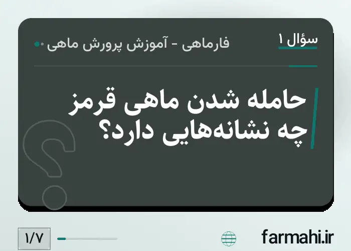 حامله شدن ماهی قرمز چه نشانه‌هایی دارد؟