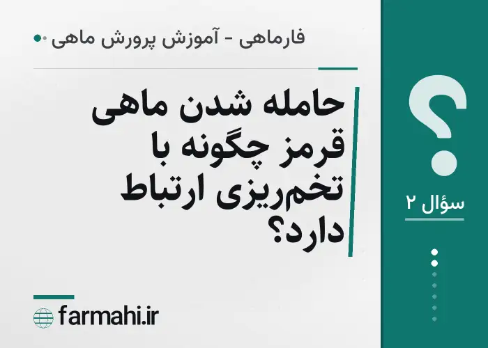 حامله شدن ماهی قرمز چگونه با تخم‌ریزی ارتباط دارد؟