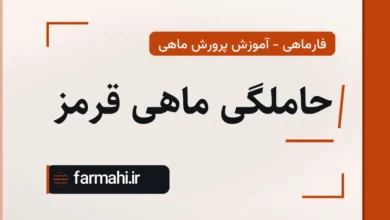 حاملگی ماهی قرمز