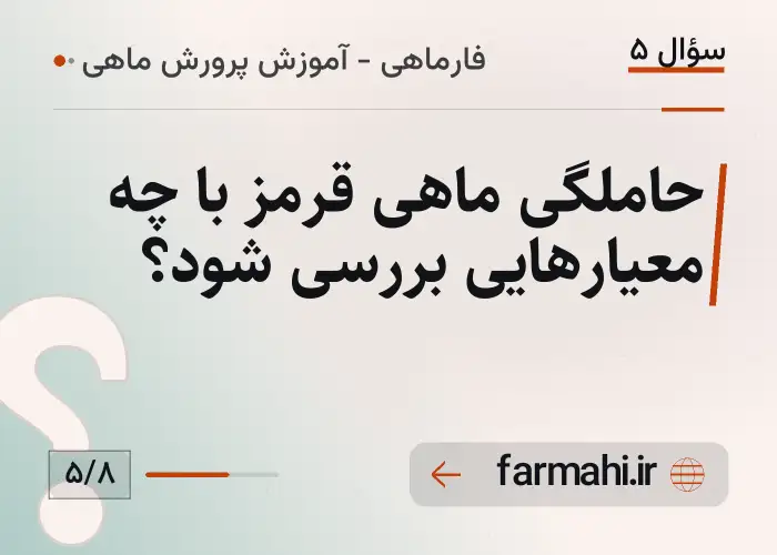 حاملگی ماهی قرمز با چه معیارهایی بررسی شود؟