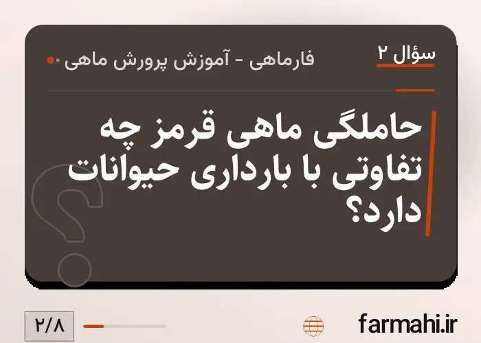 حاملگی ماهی قرمز چه تفاوتی با بارداری حیوانات دارد؟