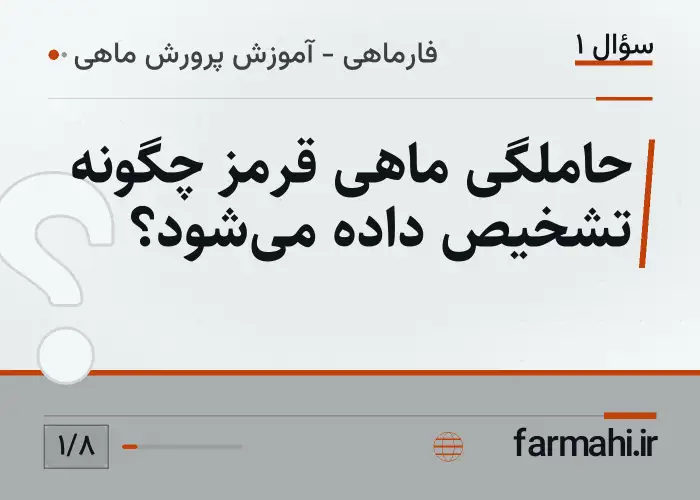 حاملگی ماهی قرمز چگونه تشخیص داده می‌شود؟