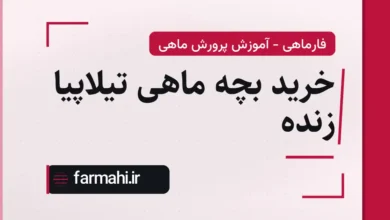 خرید بچه ماهی تیلاپیا زنده