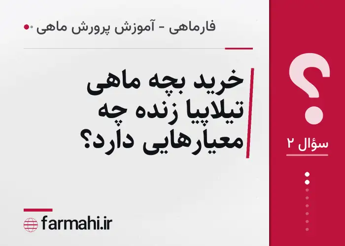 خرید بچه ماهی تیلاپیا زنده چه معیارهایی دارد؟