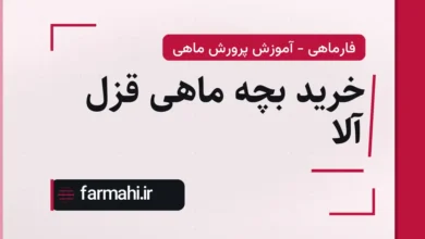 خرید بچه ماهی قزل آلا