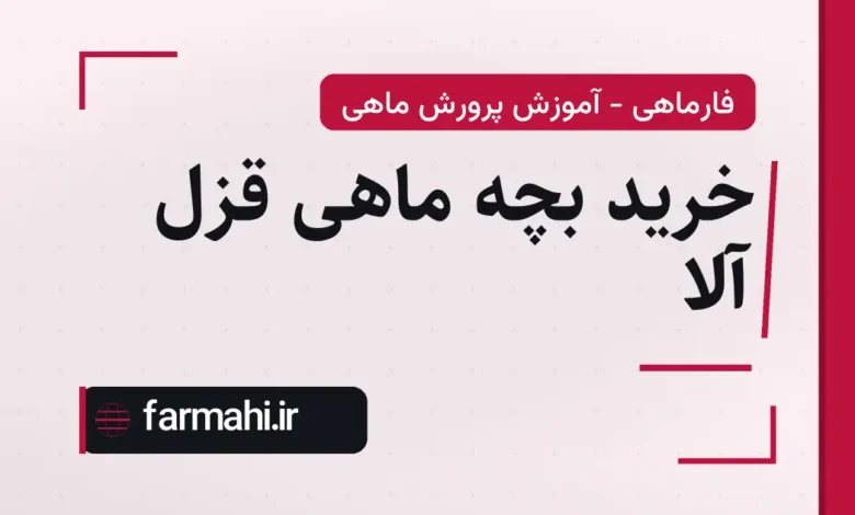 خرید بچه ماهی قزل آلا