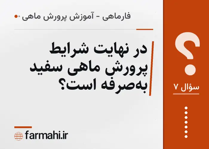 در نهایت شرایط پرورش ماهی سفید به‌صرفه است؟