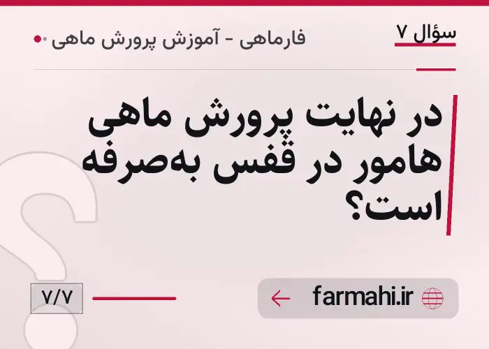 در نهایت پرورش ماهی هامور در قفس به‌صرفه است؟