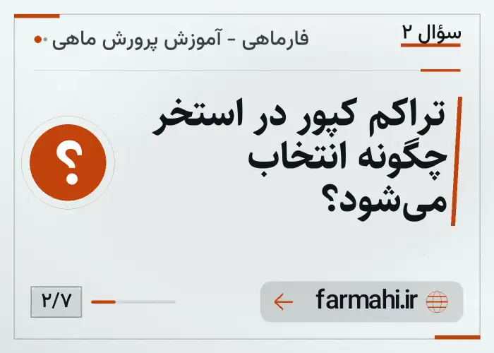 تراکم کپور در استخر چگونه انتخاب می‌شود؟