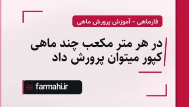 در هر متر مکعب چند ماهی کپور میتوان پرورش داد