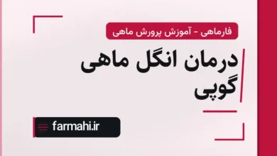 درمان انگل ماهی گوپی