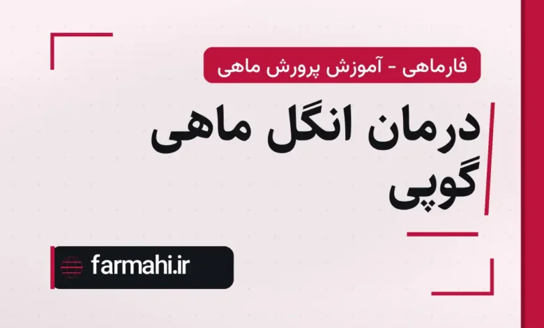 درمان انگل ماهی گوپی