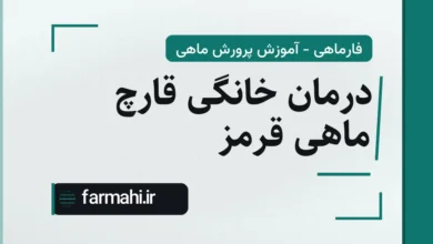 درمان خانگی قارچ ماهی قرمز