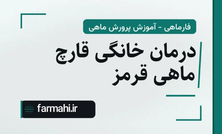 درمان خانگی قارچ ماهی قرمز