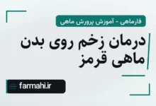 درمان زخم روی بدن ماهی قرمز