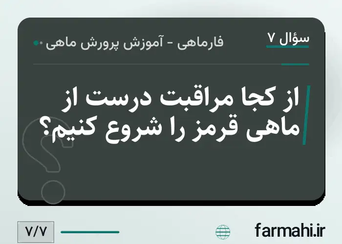 از کجا مراقبت درست از ماهی قرمز را شروع کنیم؟