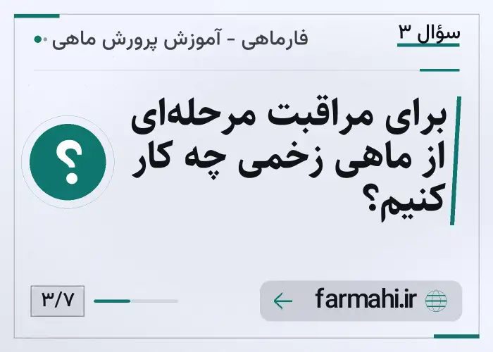 برای مراقبت مرحله‌ای از ماهی زخمی چه کار کنیم؟