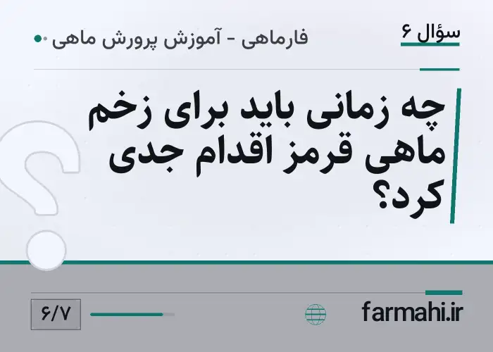 چه زمانی باید برای زخم ماهی قرمز اقدام جدی کرد؟