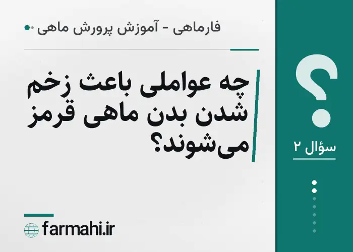 چه عواملی باعث زخم شدن بدن ماهی قرمز می‌شوند؟