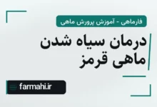 درمان سیاه شدن ماهی قرمز