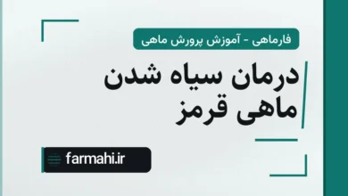 درمان سیاه شدن ماهی قرمز