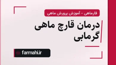 درمان قارچ ماهی گرمابی