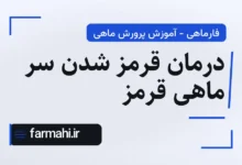 درمان قرمز شدن سر ماهی قرمز