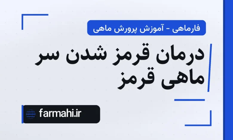 درمان قرمز شدن سر ماهی قرمز