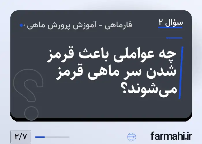 چه عواملی باعث قرمز شدن سر ماهی قرمز می‌شوند؟
