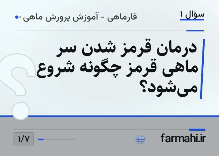 درمان قرمز شدن سر ماهی قرمز چگونه شروع می‌شود؟