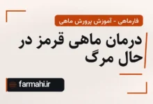 درمان ماهی قرمز در حال مرگ