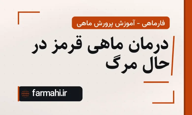 درمان ماهی قرمز در حال مرگ