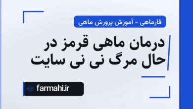 درمان ماهی قرمز در حال مرگ نی نی سایت