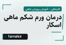 درمان ورم شکم ماهی اسکار