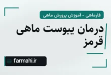 درمان یبوست ماهی قرمز