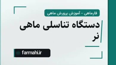 دستگاه تناسلی ماهی نر