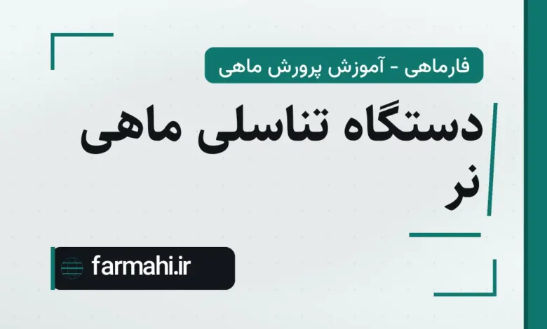 دستگاه تناسلی ماهی نر