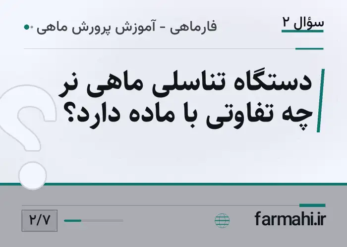 دستگاه تناسلی ماهی نر چه تفاوتی با ماده دارد؟