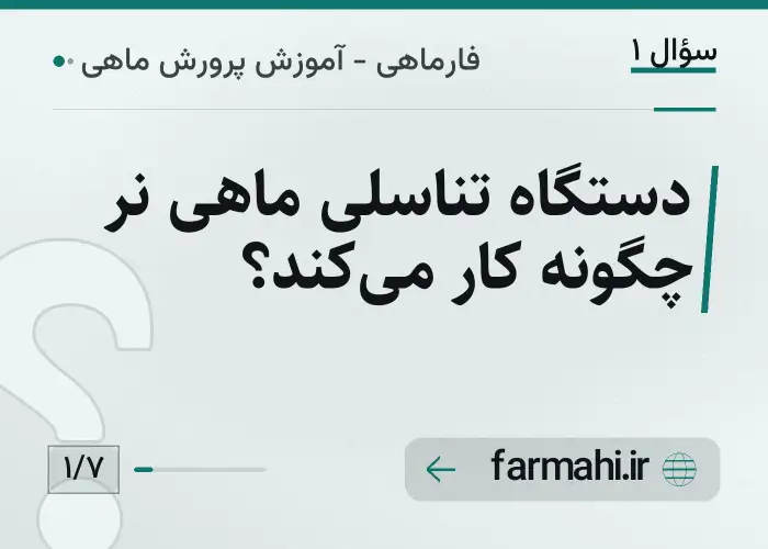 دستگاه تناسلی ماهی نر چگونه کار می‌کند؟