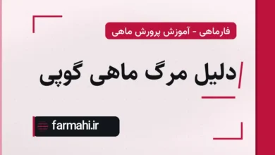 دلیل مرگ ماهی گوپی