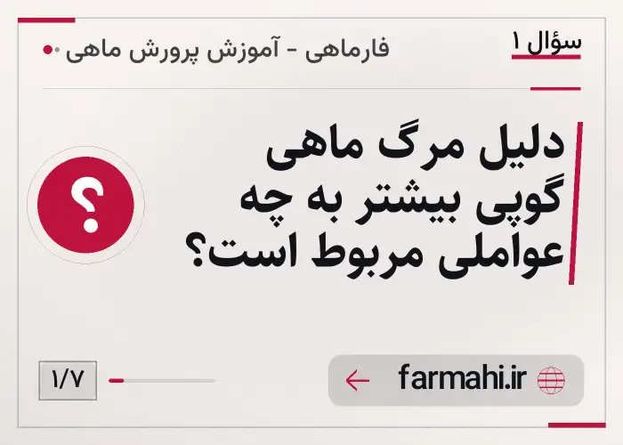 دلیل مرگ ماهی گوپی بیشتر به چه عواملی مربوط است؟