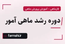 دوره رشد ماهی آمور