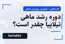دوره رشد ماهی تیلاپیا چقدر است؟
