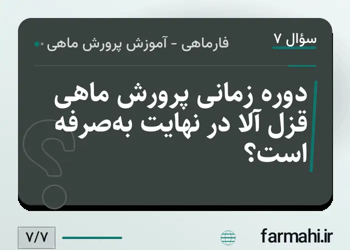 دوره زمانی پرورش ماهی قزل آلا در نهایت به‌صرفه است؟