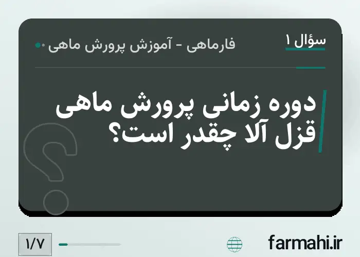 دوره زمانی پرورش ماهی قزل آلا چقدر است؟