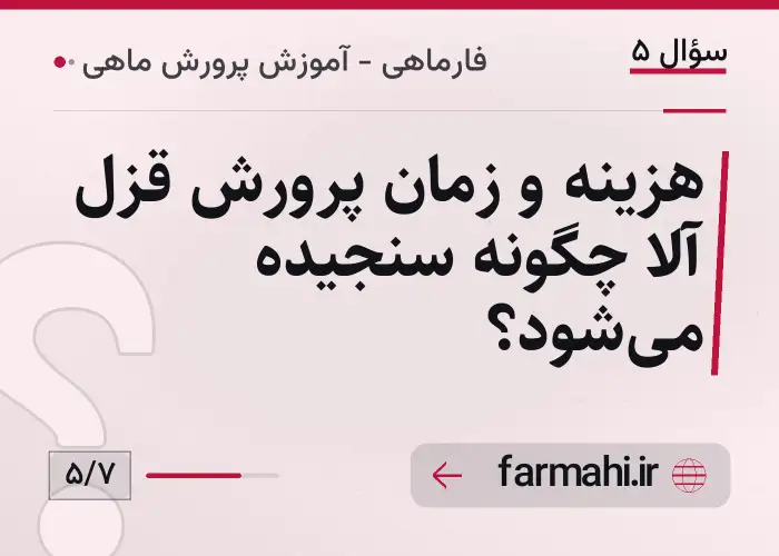 هزینه و زمان پرورش قزل آلا چگونه سنجیده میشود؟