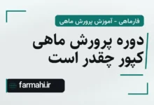 دوره پرورش ماهی کپور چقدر است