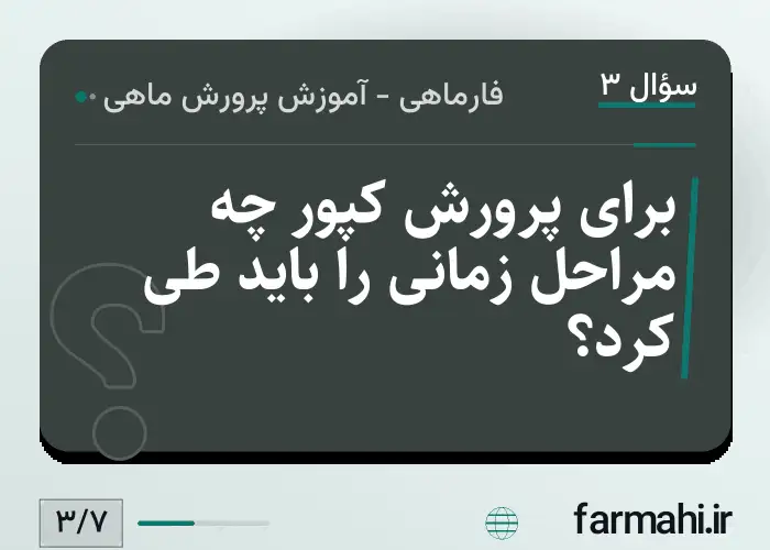 برای پرورش کپور چه مراحل زمانی را باید طی کرد؟