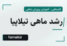 رشد ماهی تیلاپیا